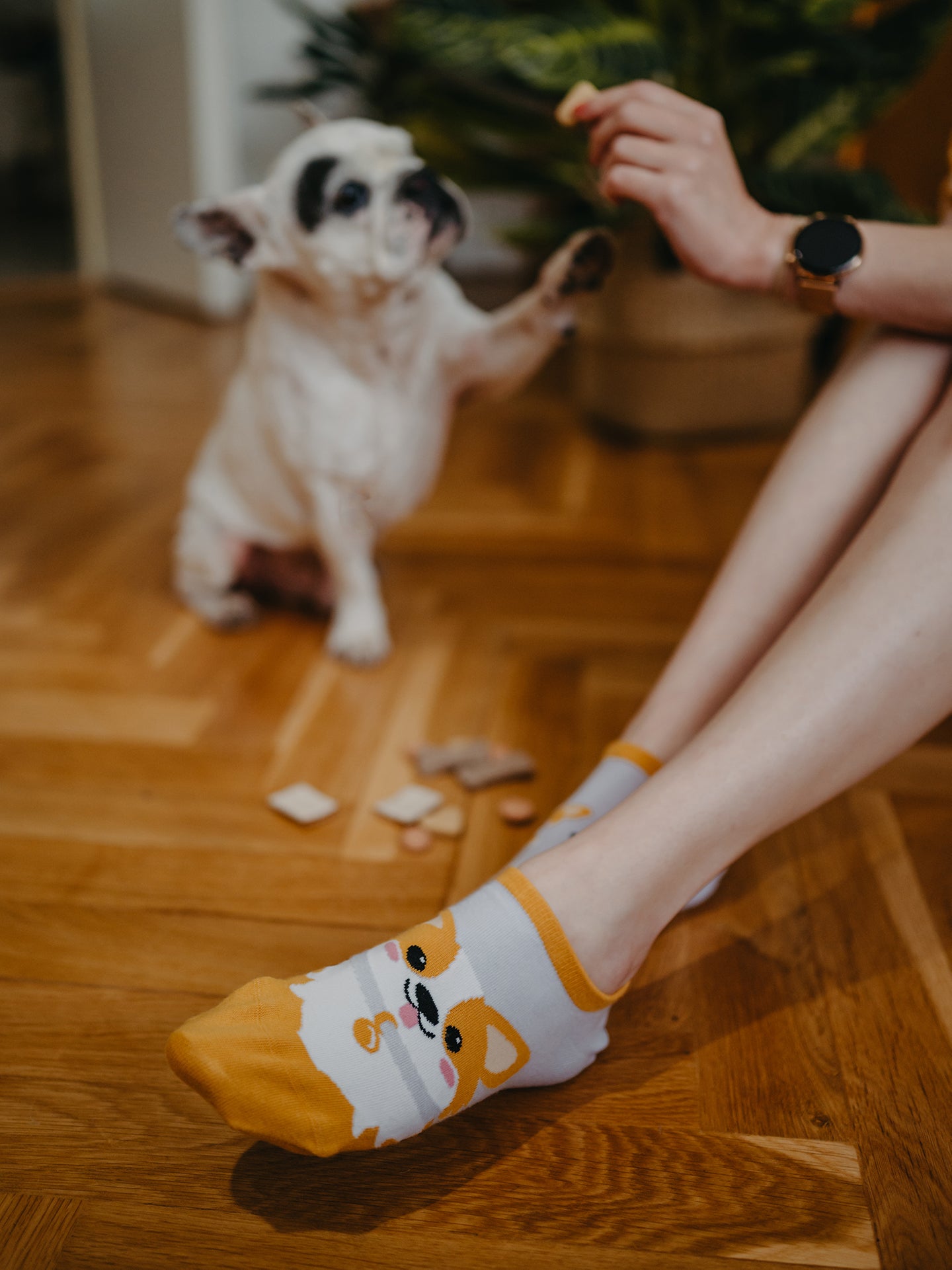 Calcetines sneakers alegres Perro Corgi