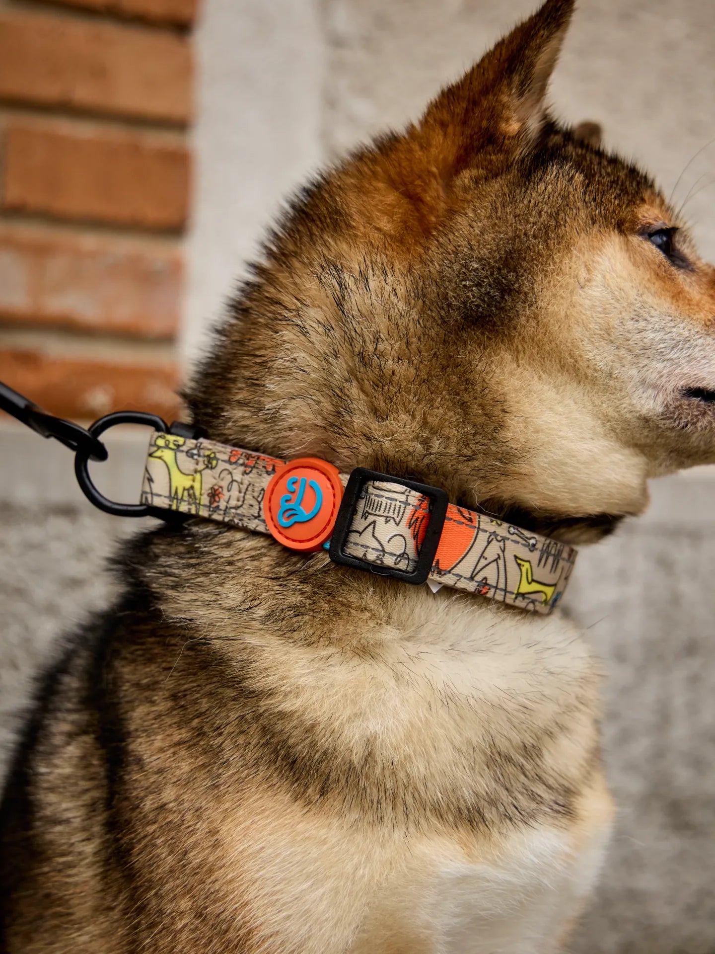 dog-collar-dog-pack-e0/e0cbd588c21eab80b68fe80776bf0c9a1bcab637